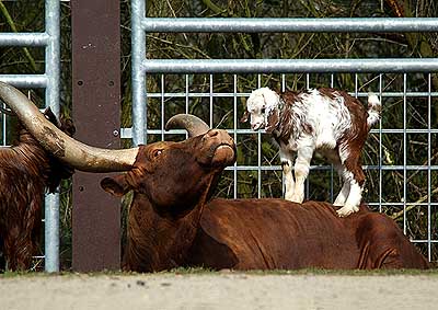 Aachener Zoo Aachener-Zoo-Watussi-Rind-001